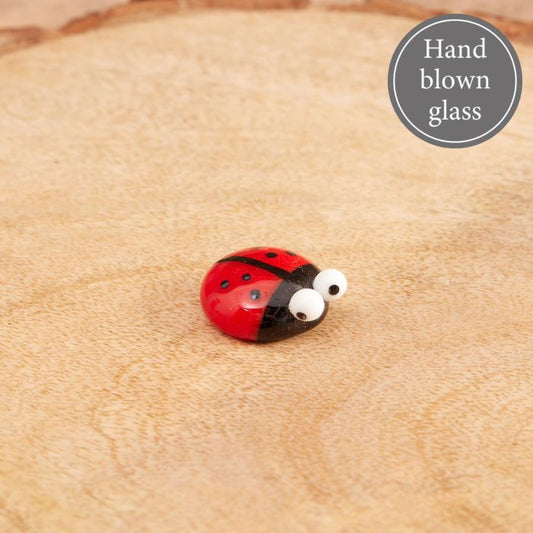 Glass Ladybird
