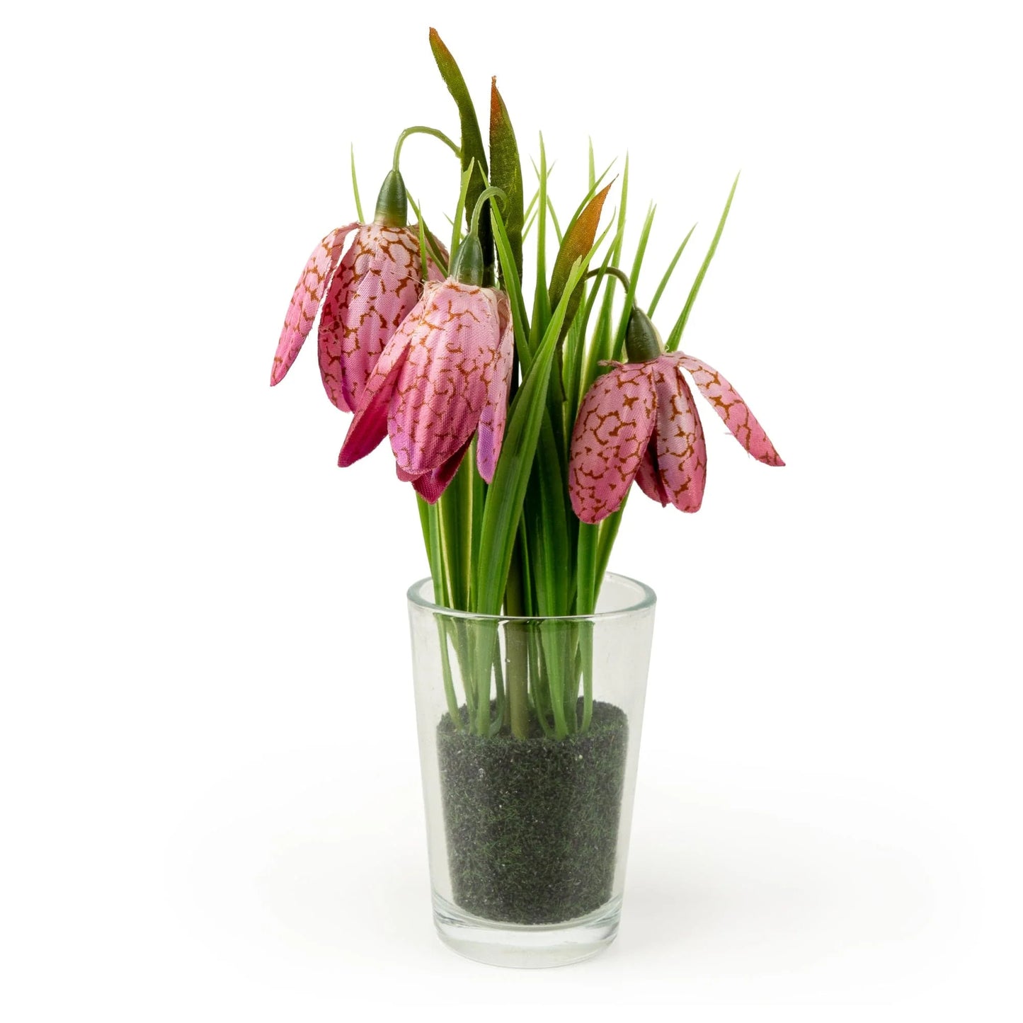 21cm Fritillaria in glass vase